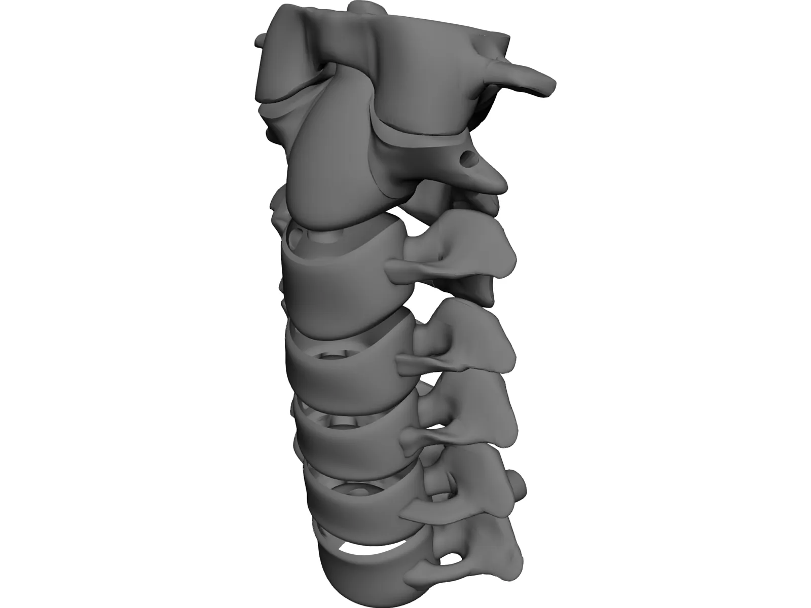 Vertebrae Cervical Bones 3D Model