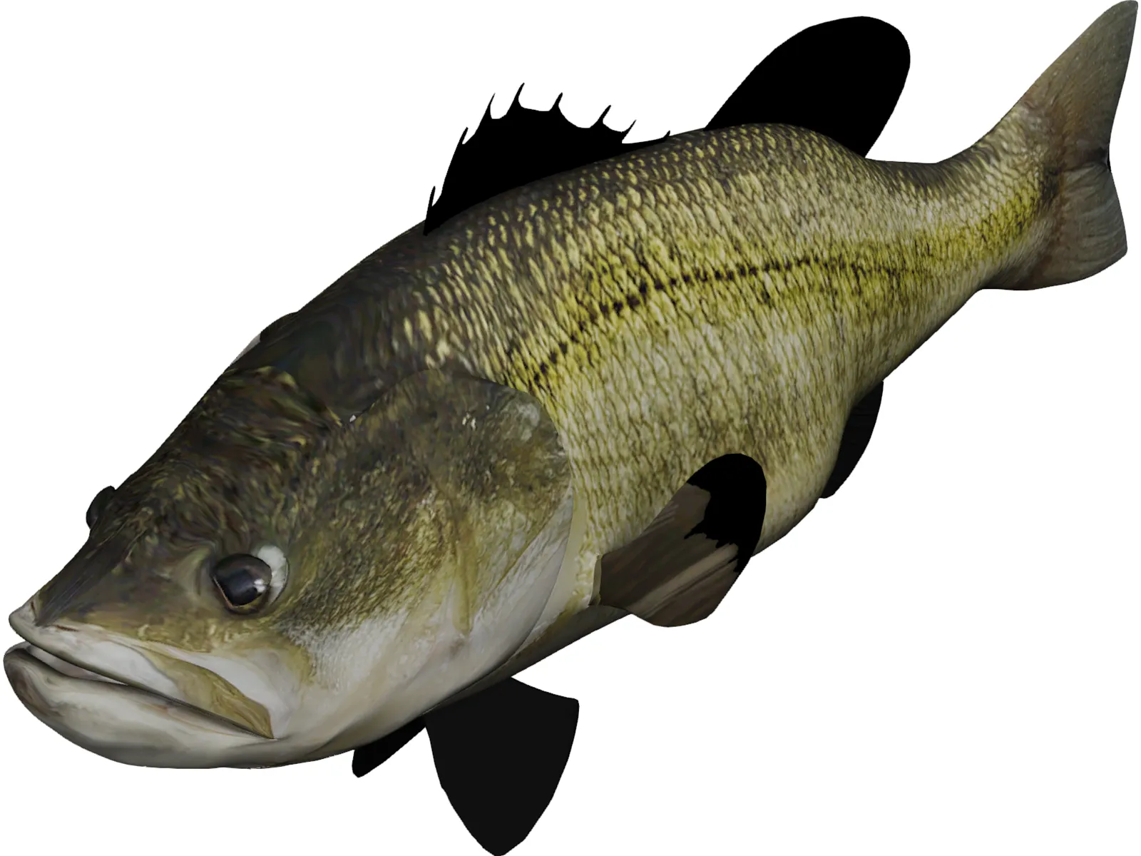 Largemouth Bass 3D Model