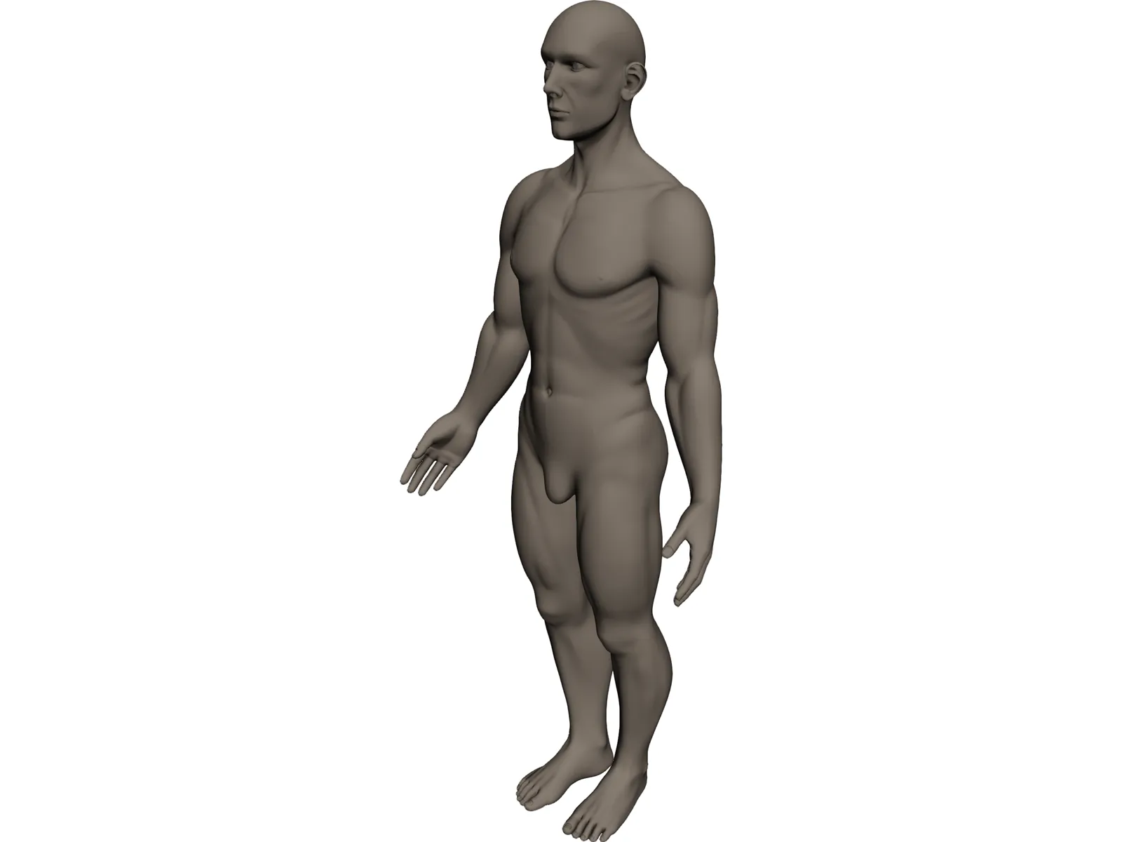 Human 3D Model 3D CAD Browser