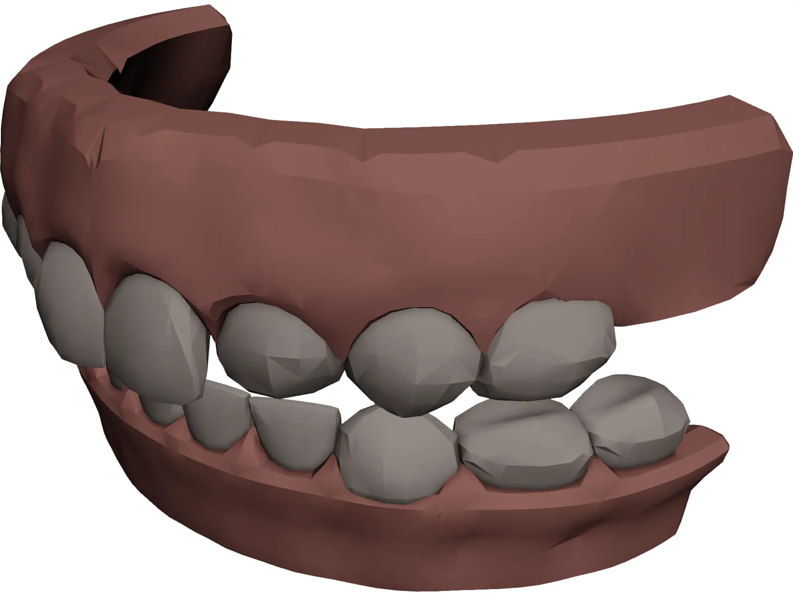 Jaw and Teeth 3D Model