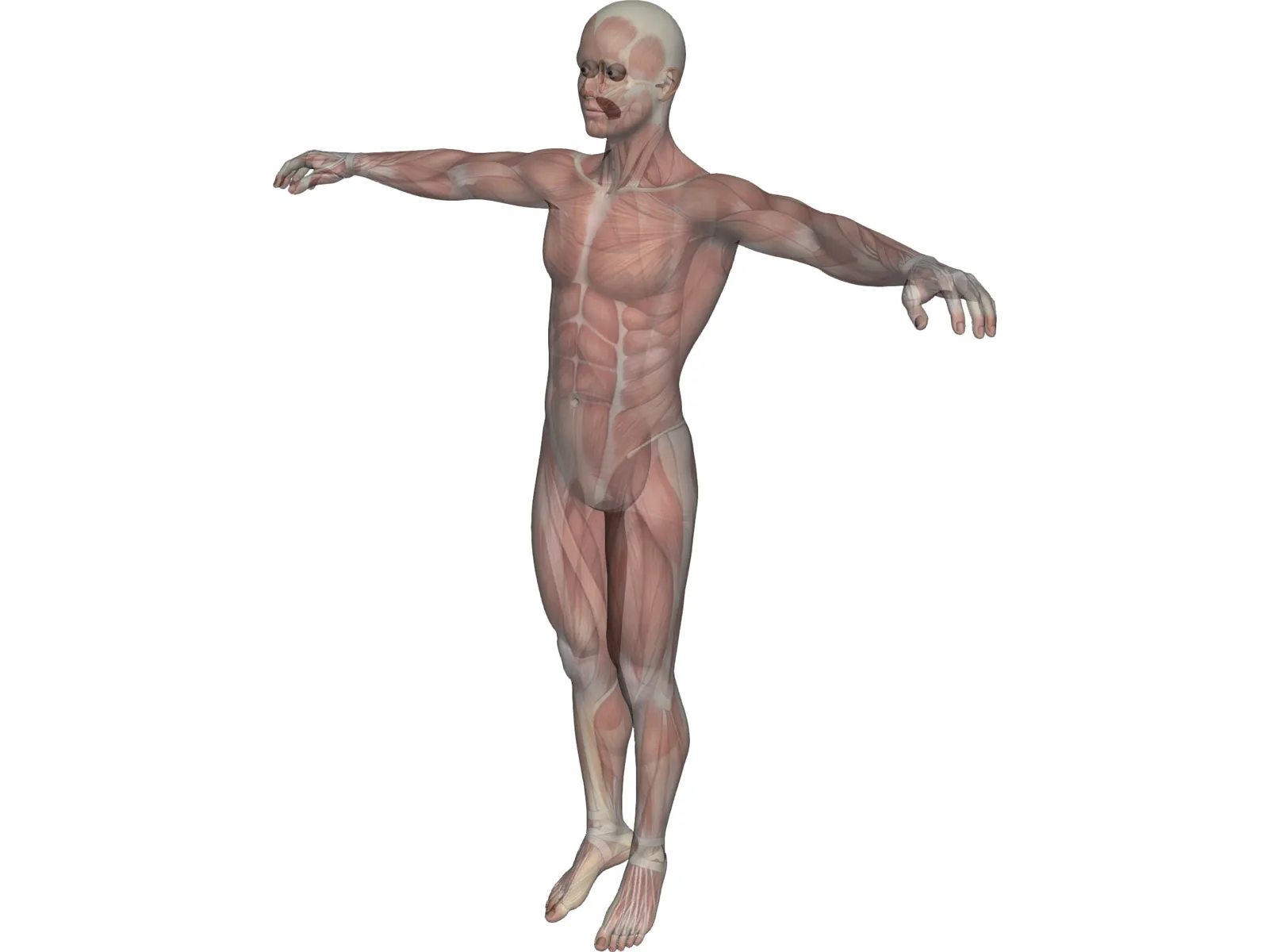 Human Body with Muscles 3D Model