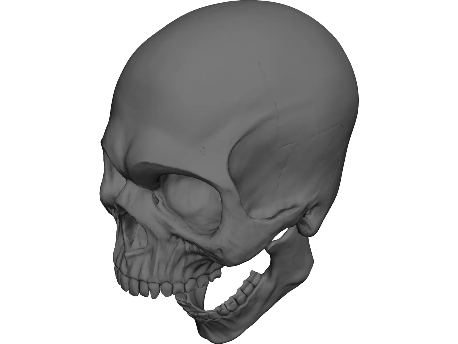 Skull Human 3D Model