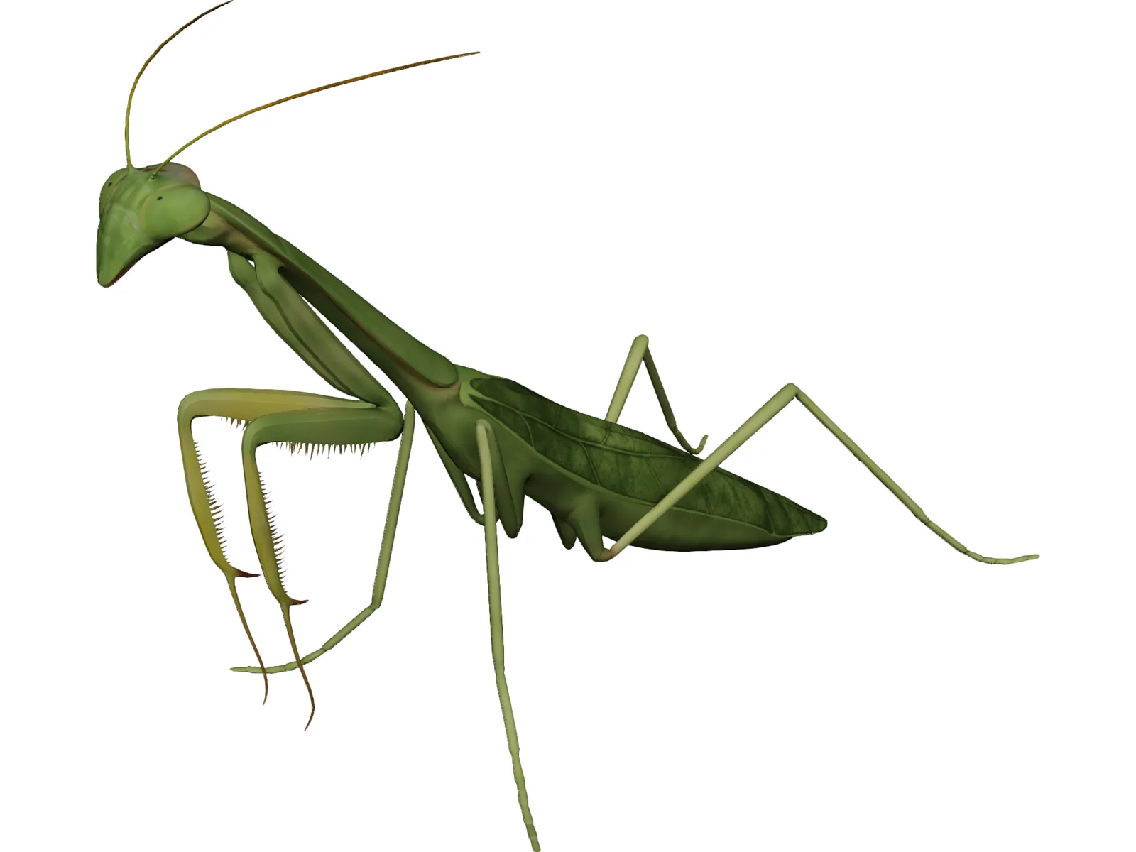 Mantis Praying 3D Model