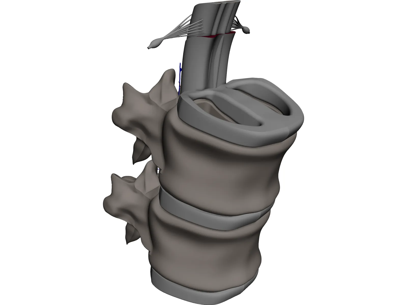 Vertebra 3D Model