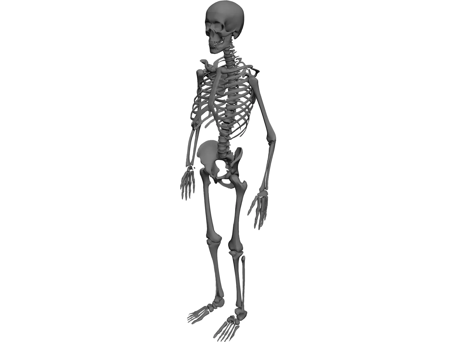 Skeleton 3D Model