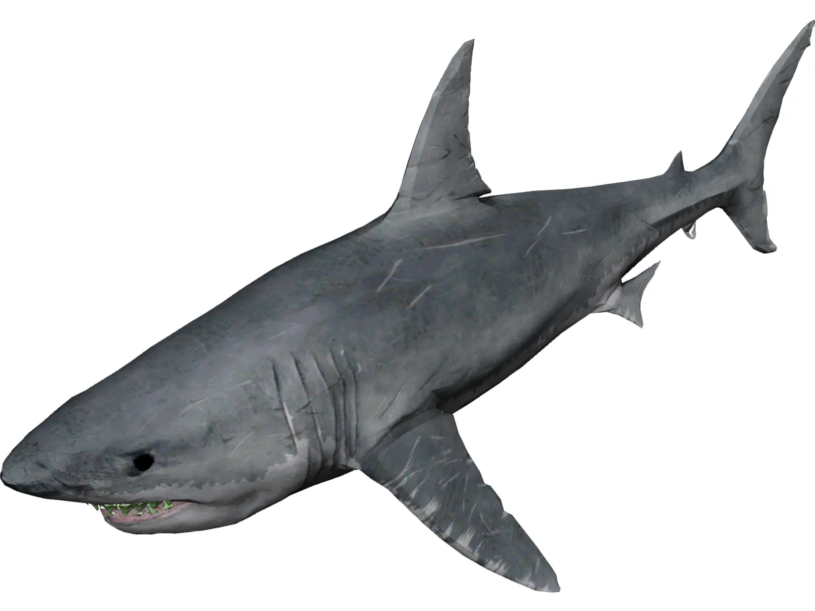 Great White Shark 3D Model