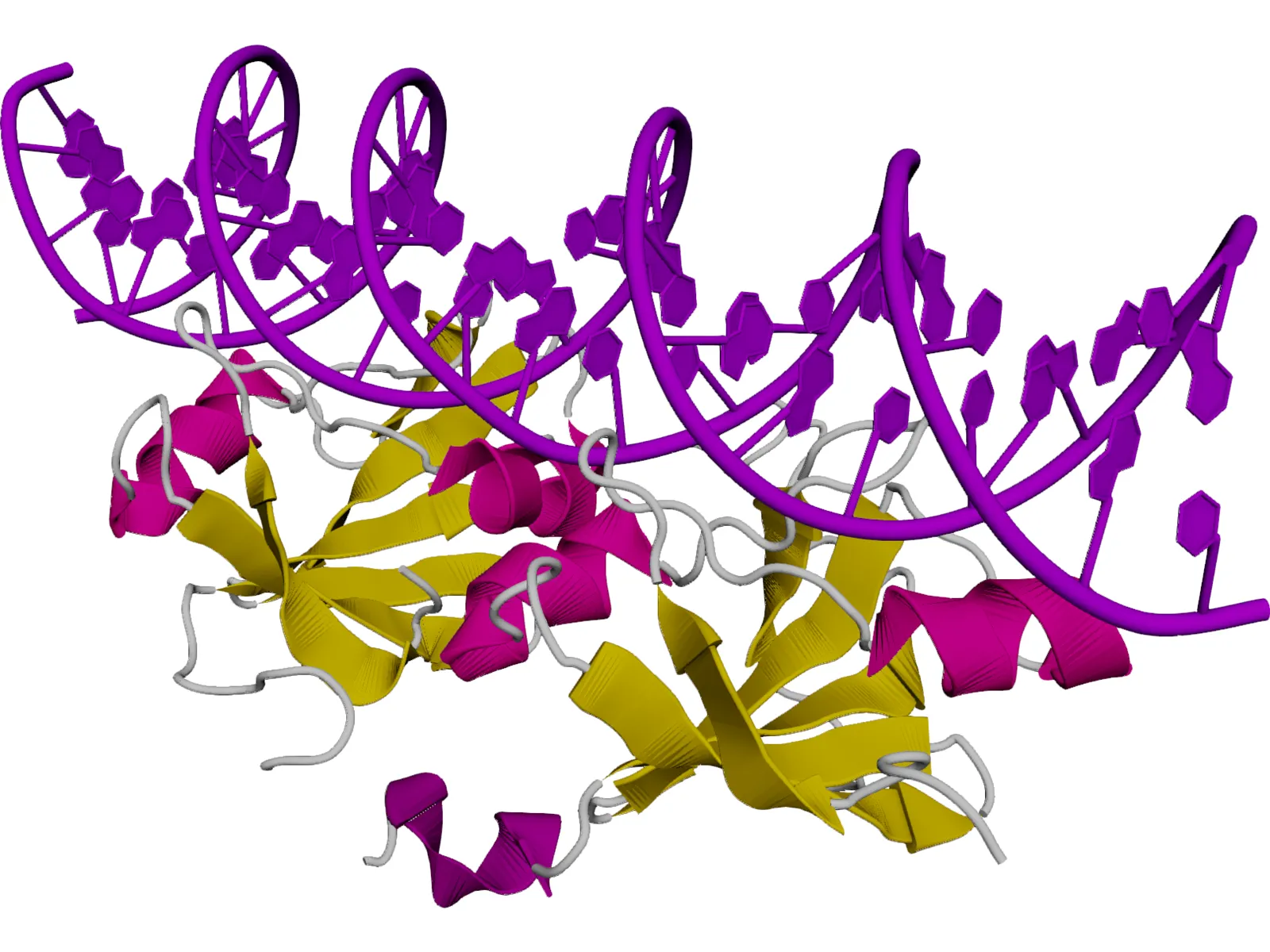 DNA 3D Structure 3D Model