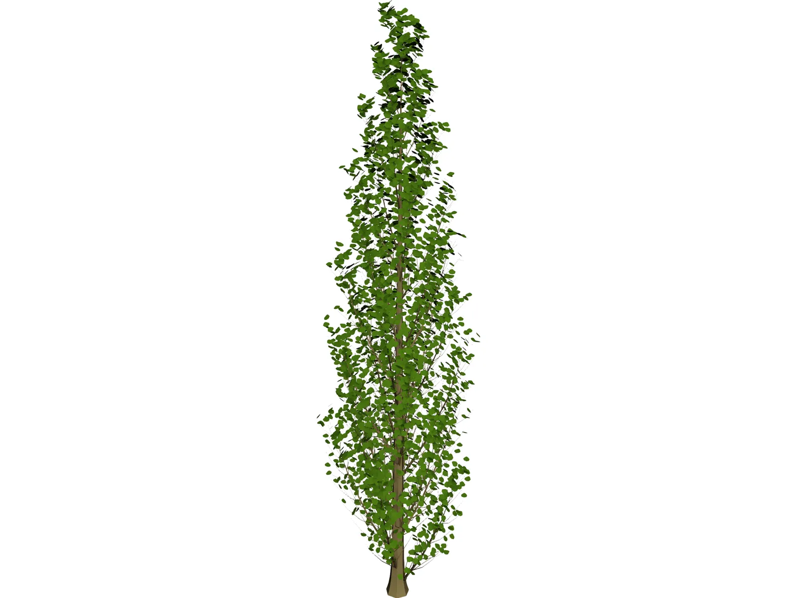 Lombardy Poplar (Populus Nigra) 3D Model