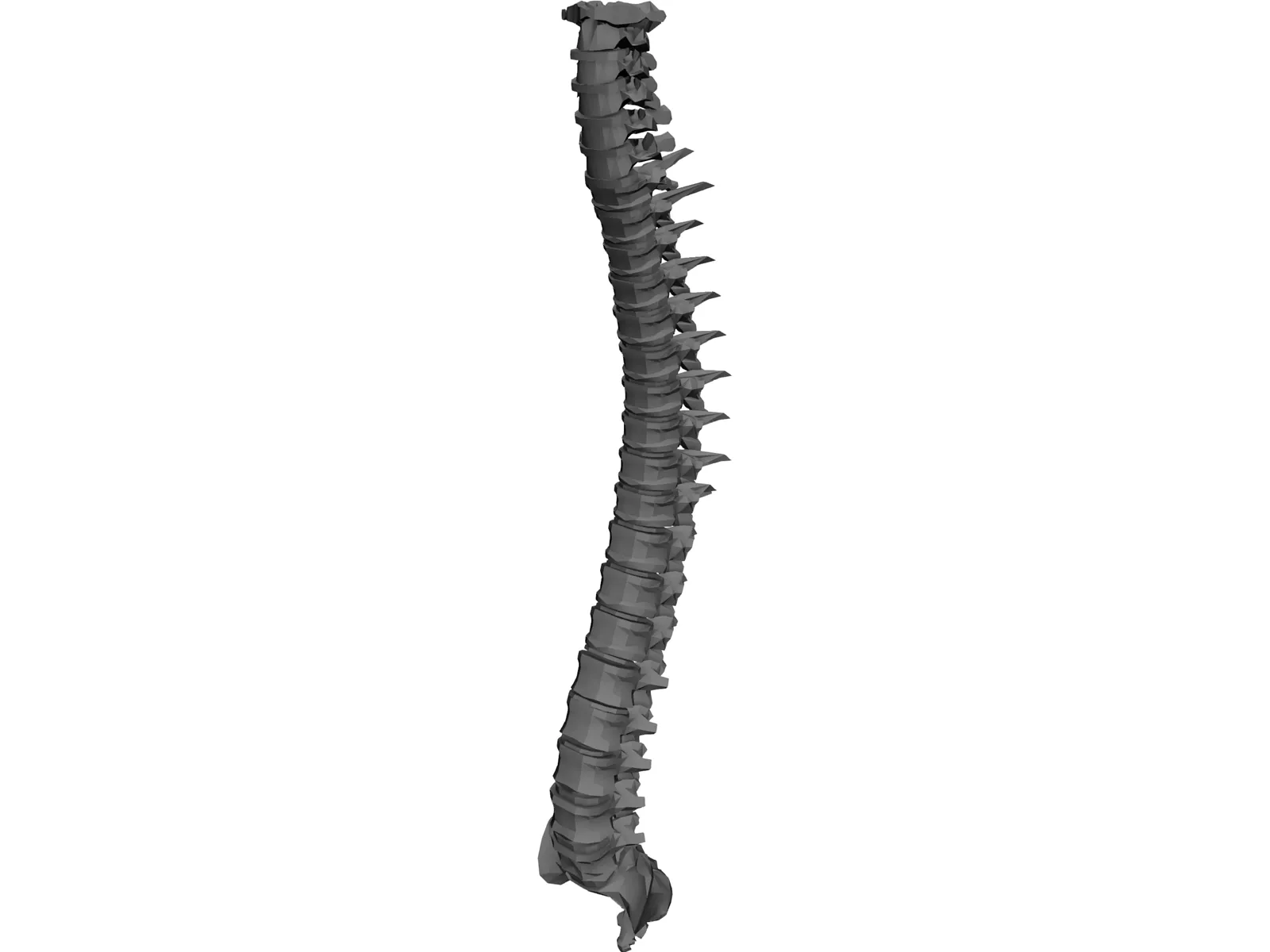 Spine 3D Model