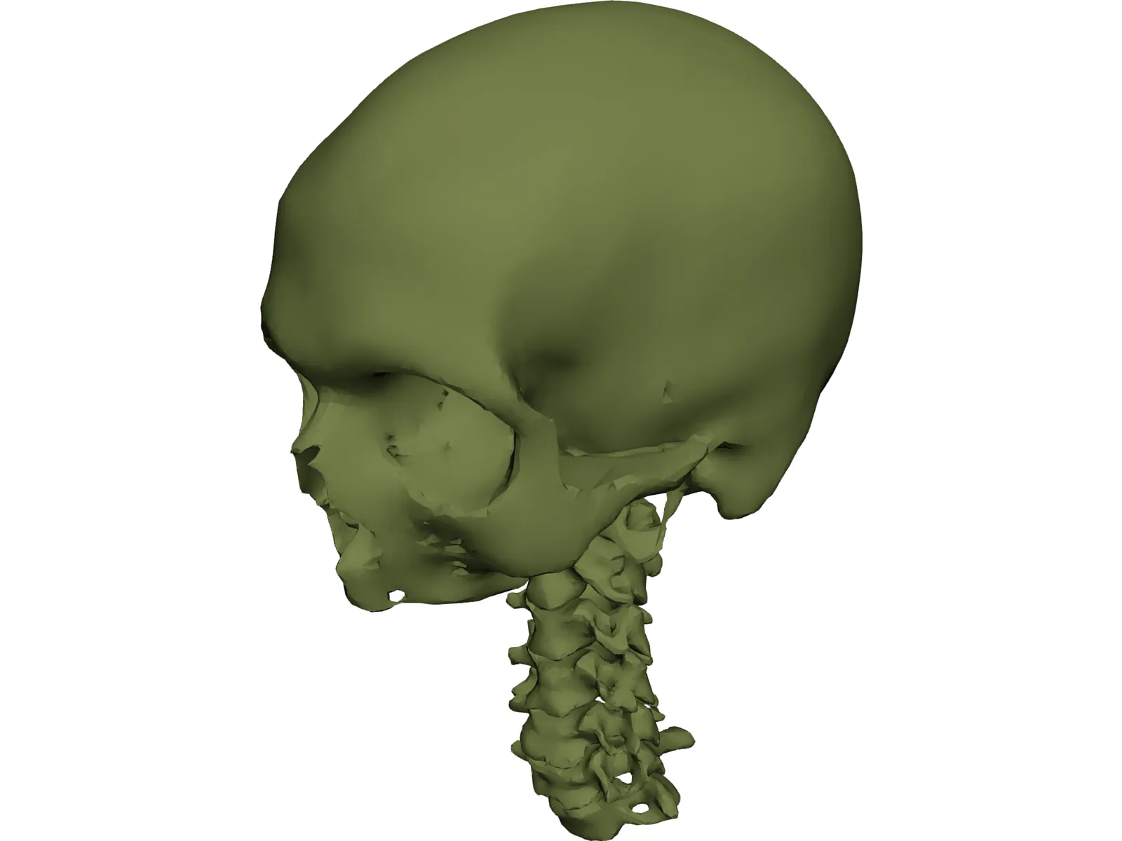 Skull and Neck 3D Model