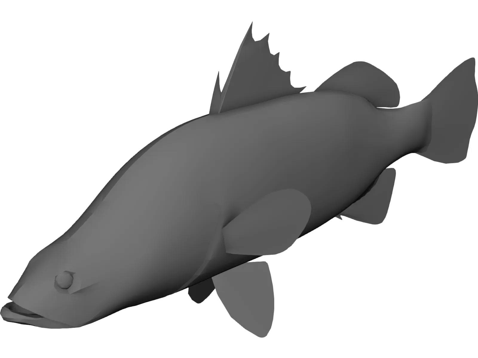 Barramundi 3D Model