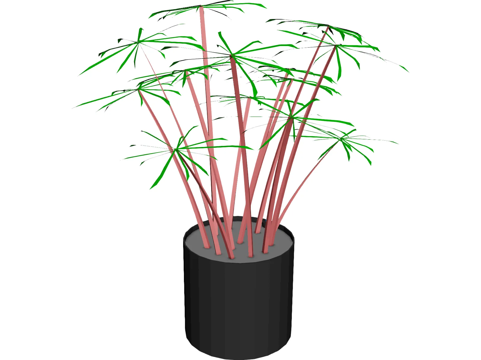 Cyperus Alternifolius 3D Model