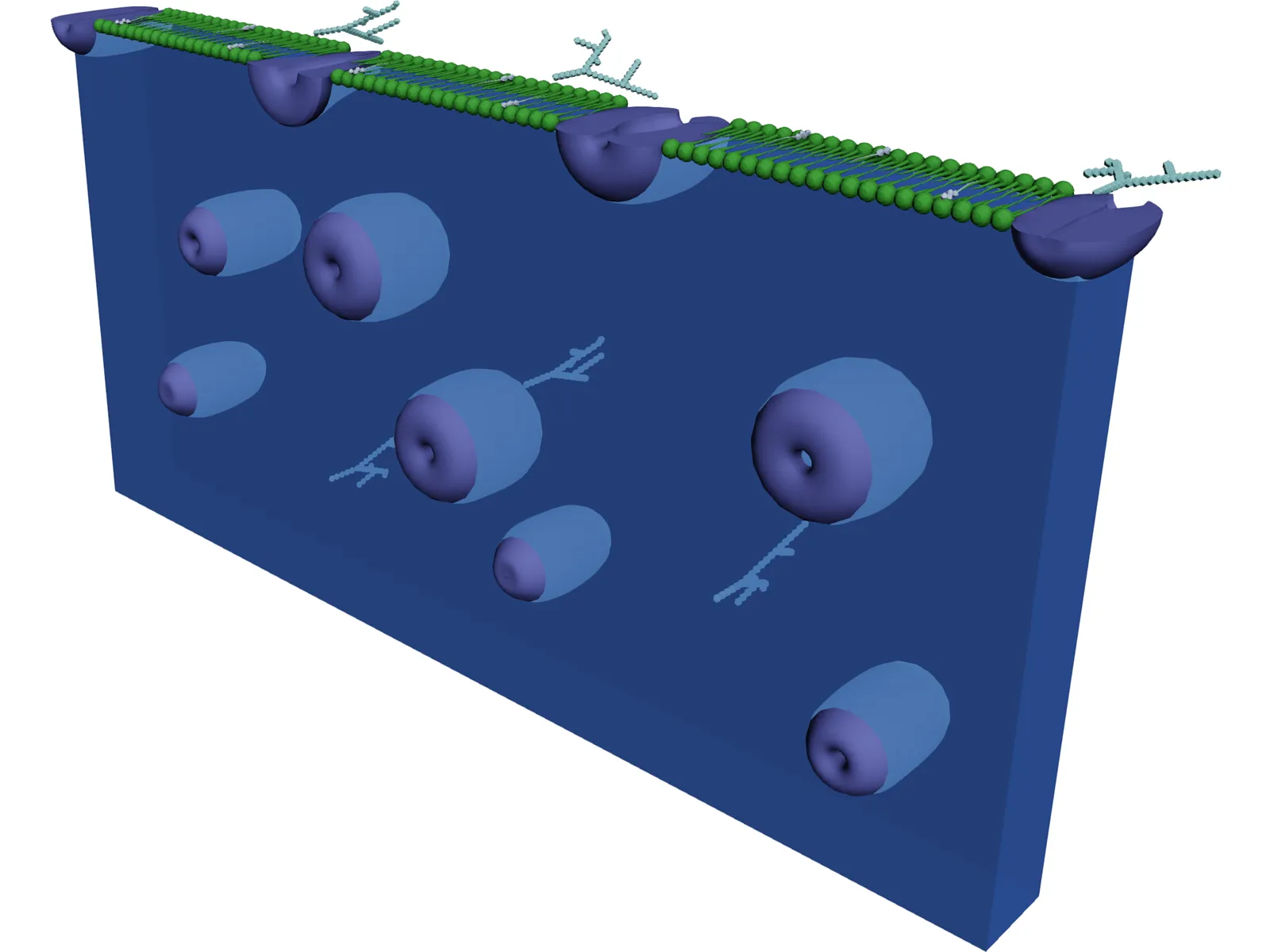 Cell Membrane 3D Model