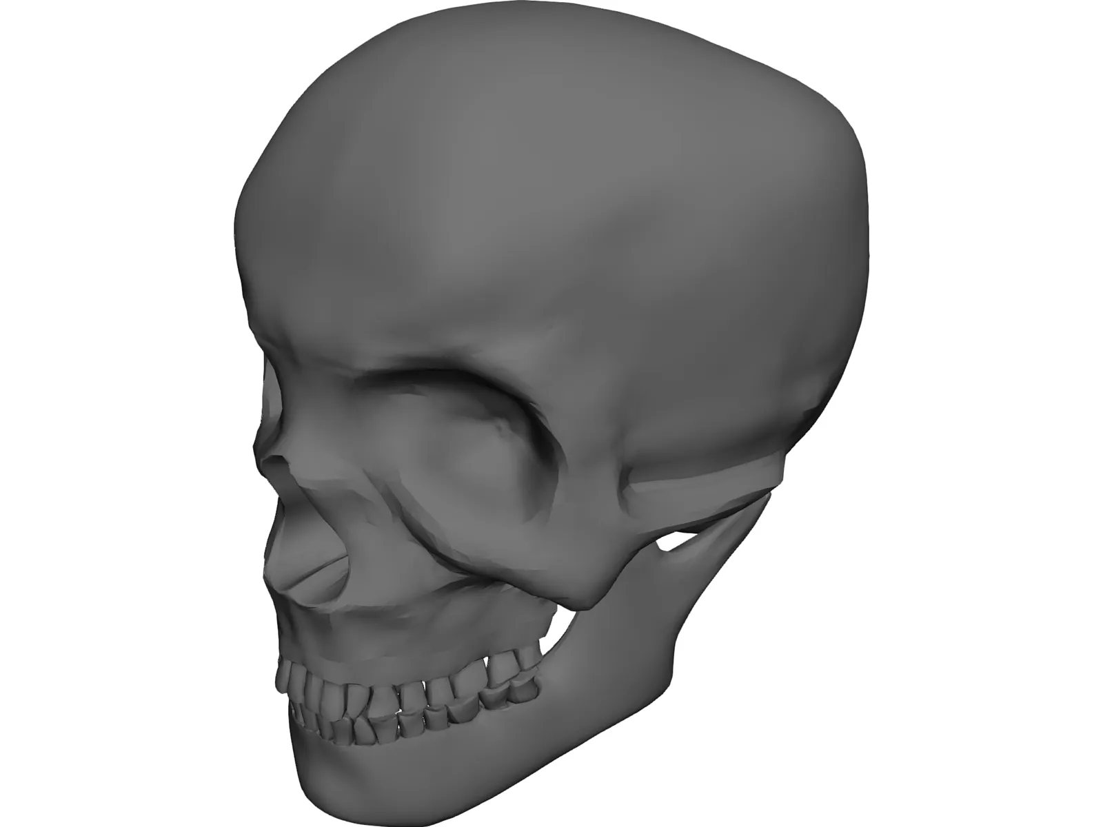 Skull Complete with Jaw Bone and Teeth 3D Model