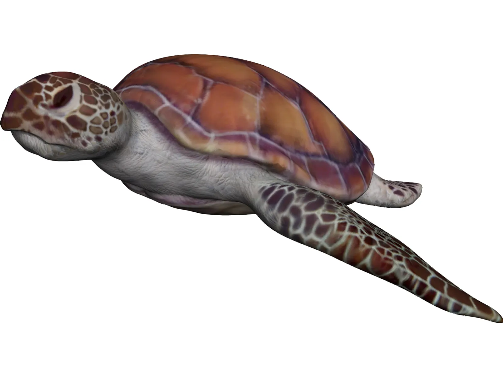 Turtle 3D Model