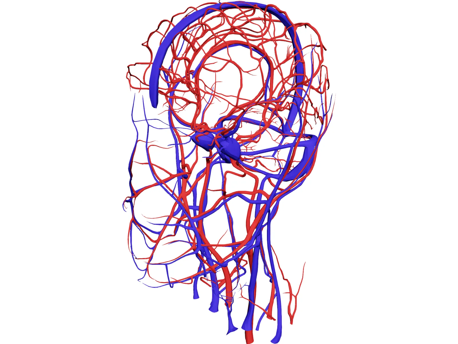 Systemic Circulation of Head 3D Model