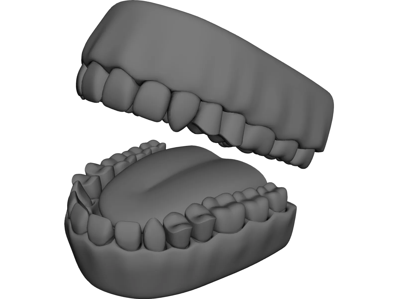 Teeth 3D Model