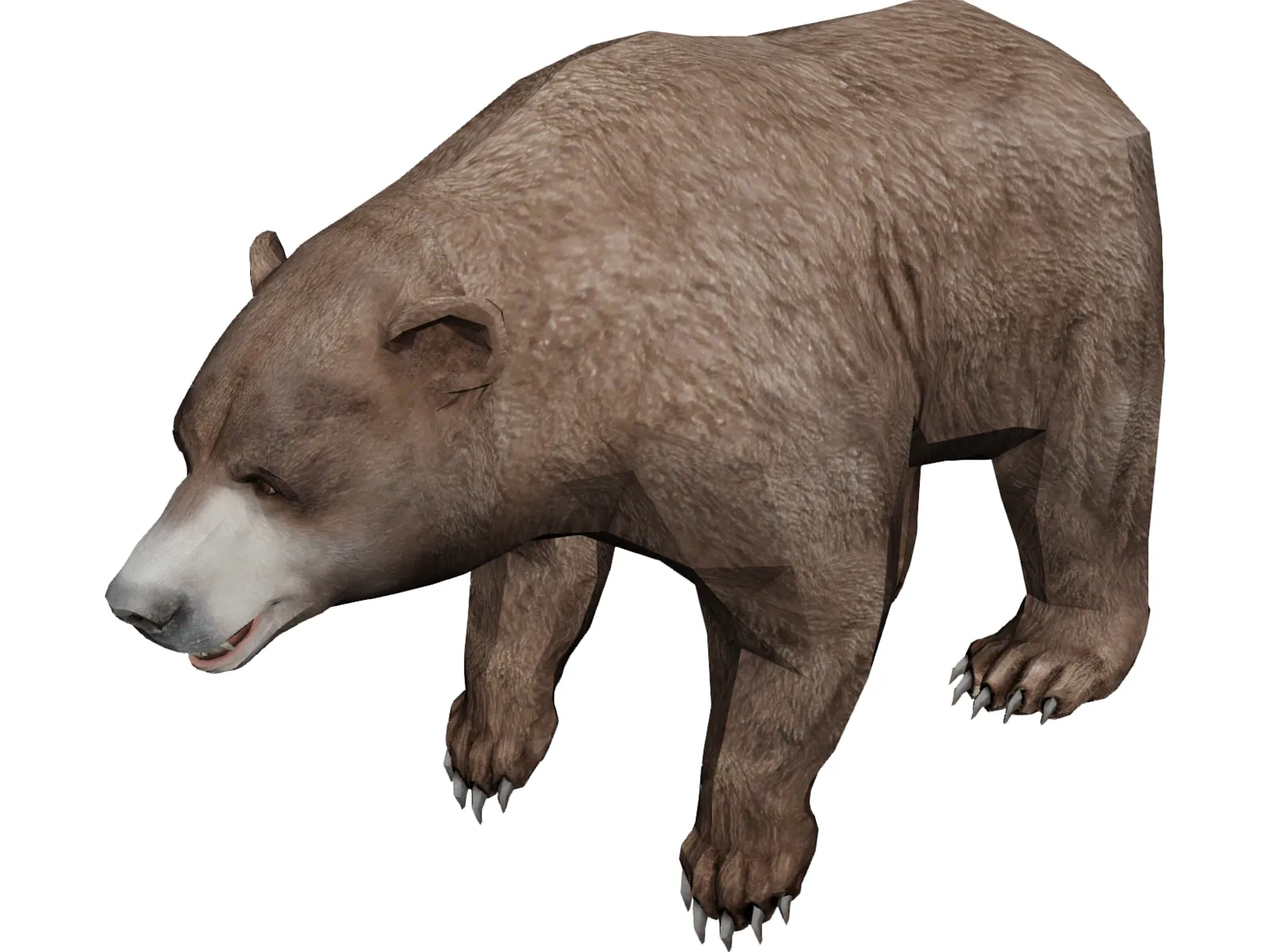 Brown Bear 3D Model