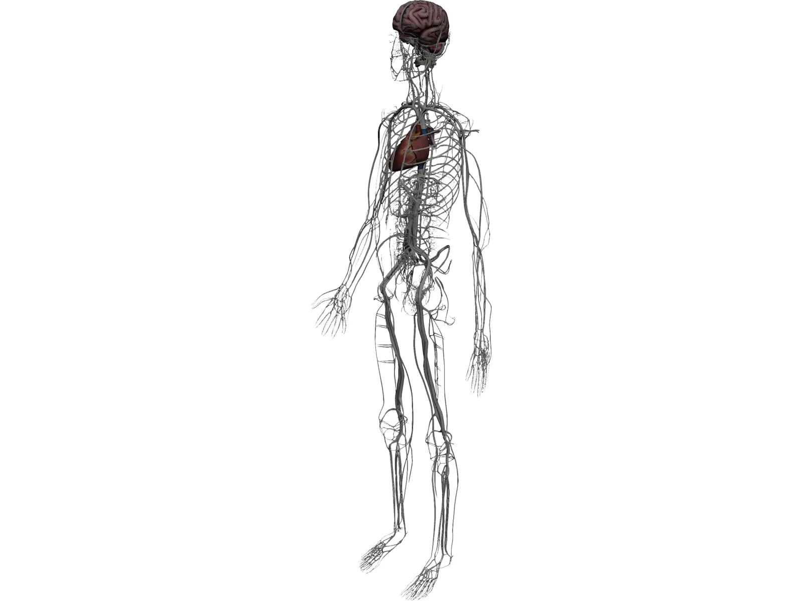 Circulatory System with Heart, Thymus and Brain 3D Model