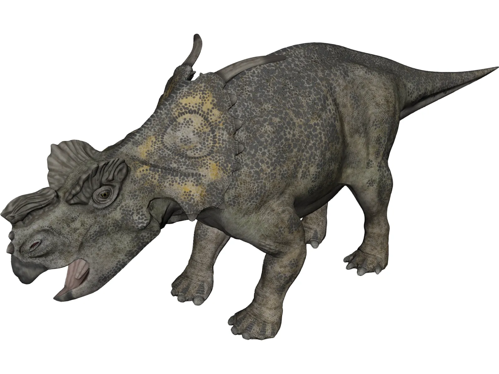 Achelousaurus 3D Model