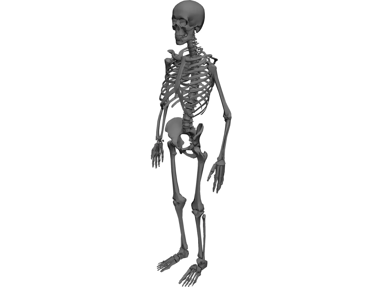 Skeleton 3D Model