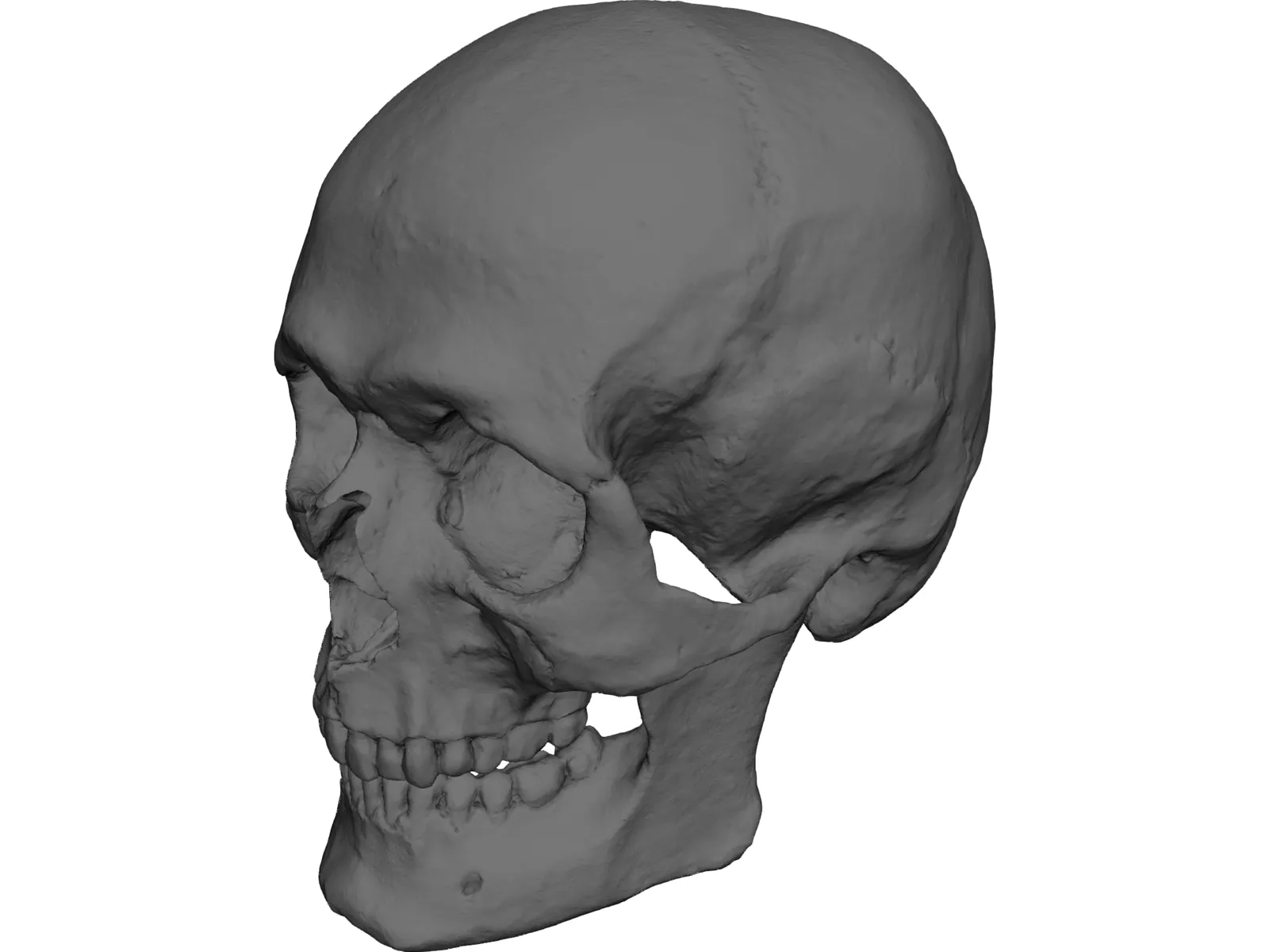 Skull Human 3D Model