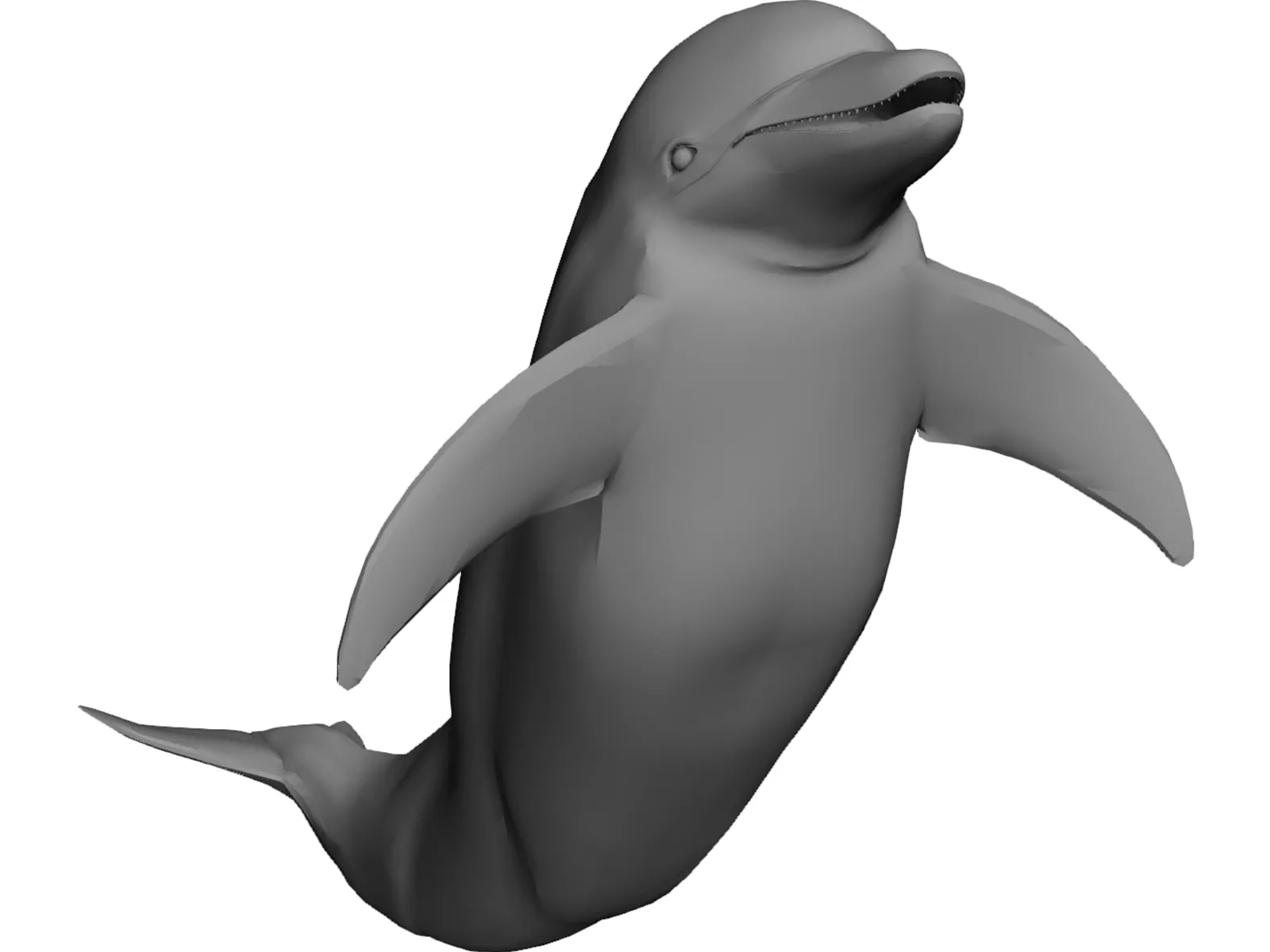 Dolphin 3D Model