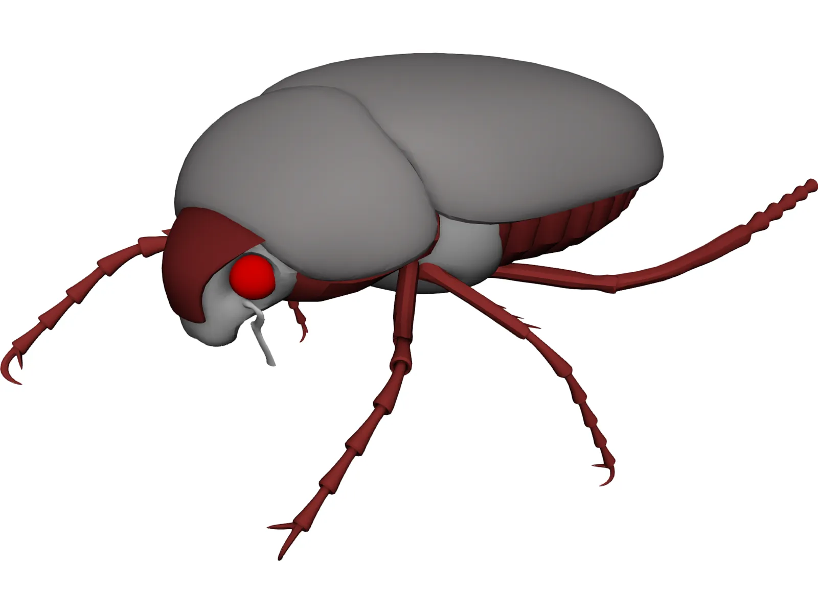 Bug (Meikever In Dutch) 3D Model