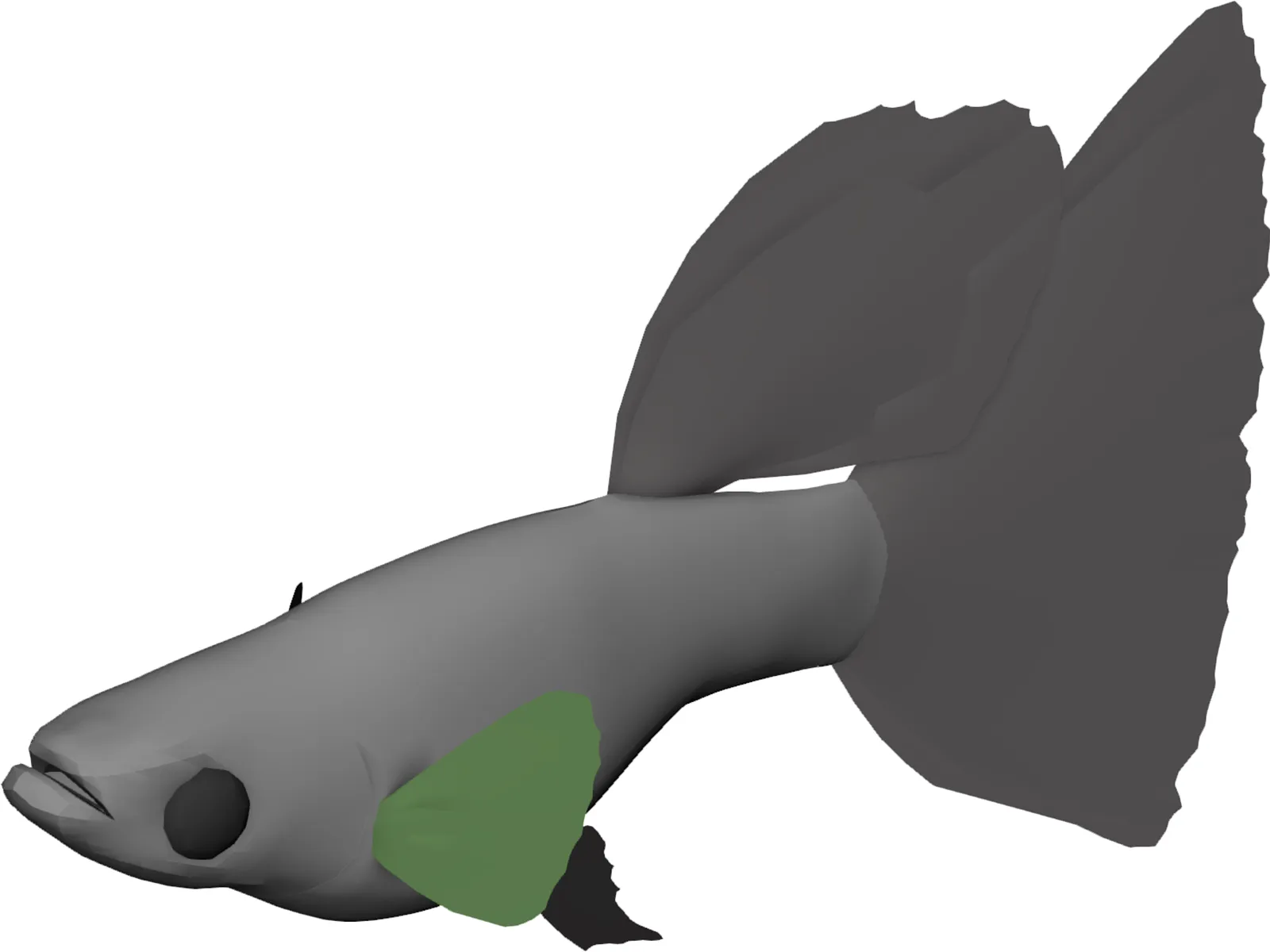 Guppy 3D Model