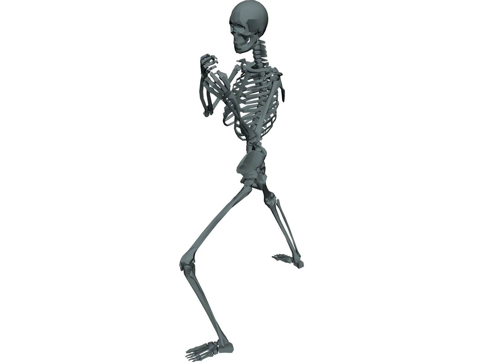 Skeleton 3D Model