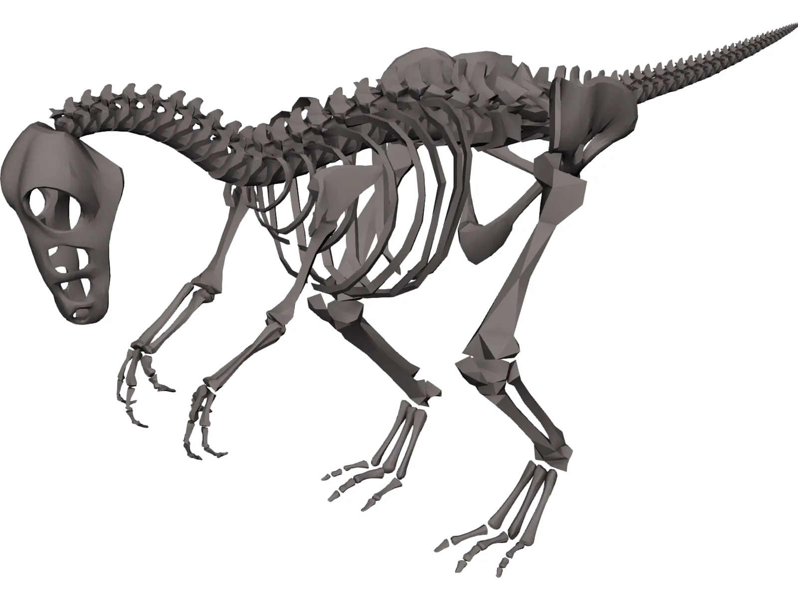 Dinosaur Skeleton 3D Model