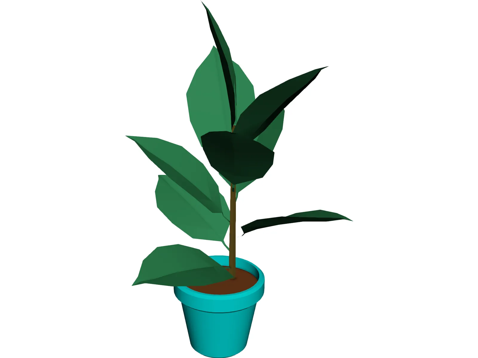 India-Rubber Plant 3D Model