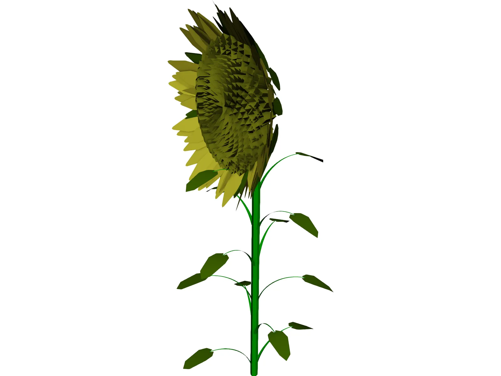 Sunflower 3D Model