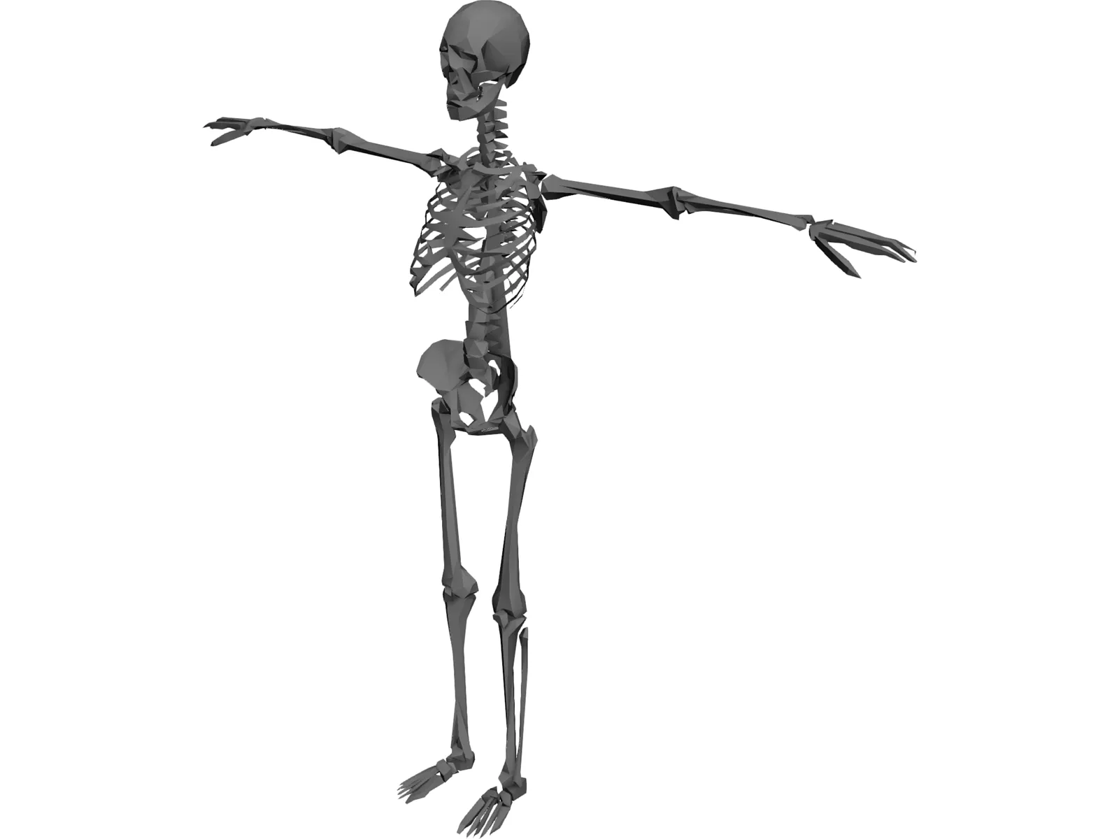 Skeleton 3D Model