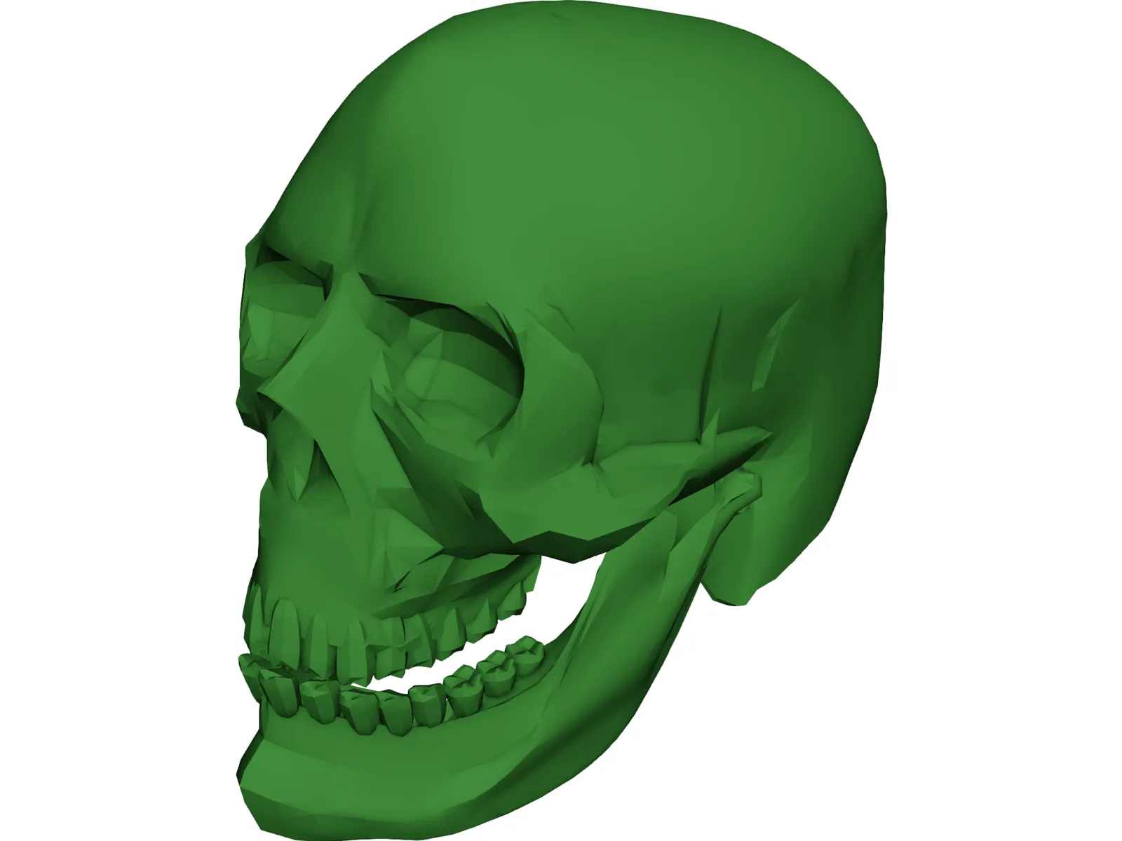 Skull 3D Model