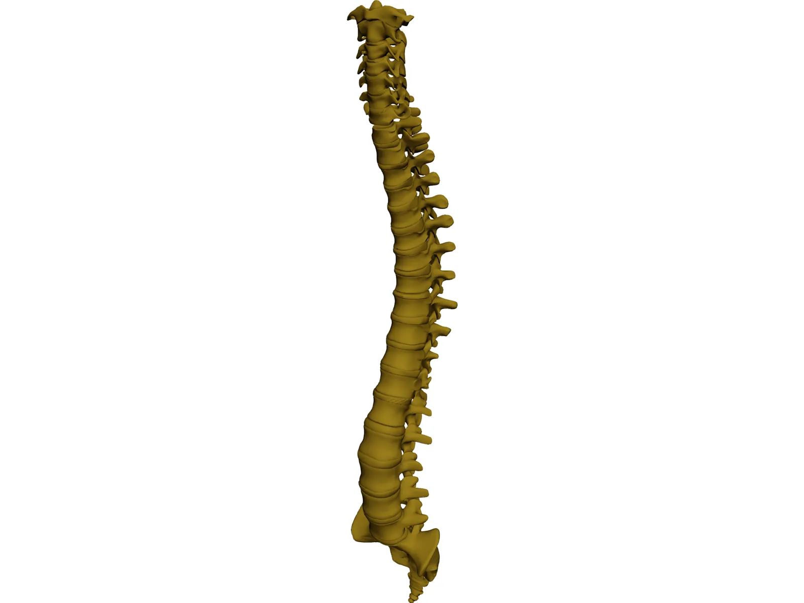 Human Spine 3D Model