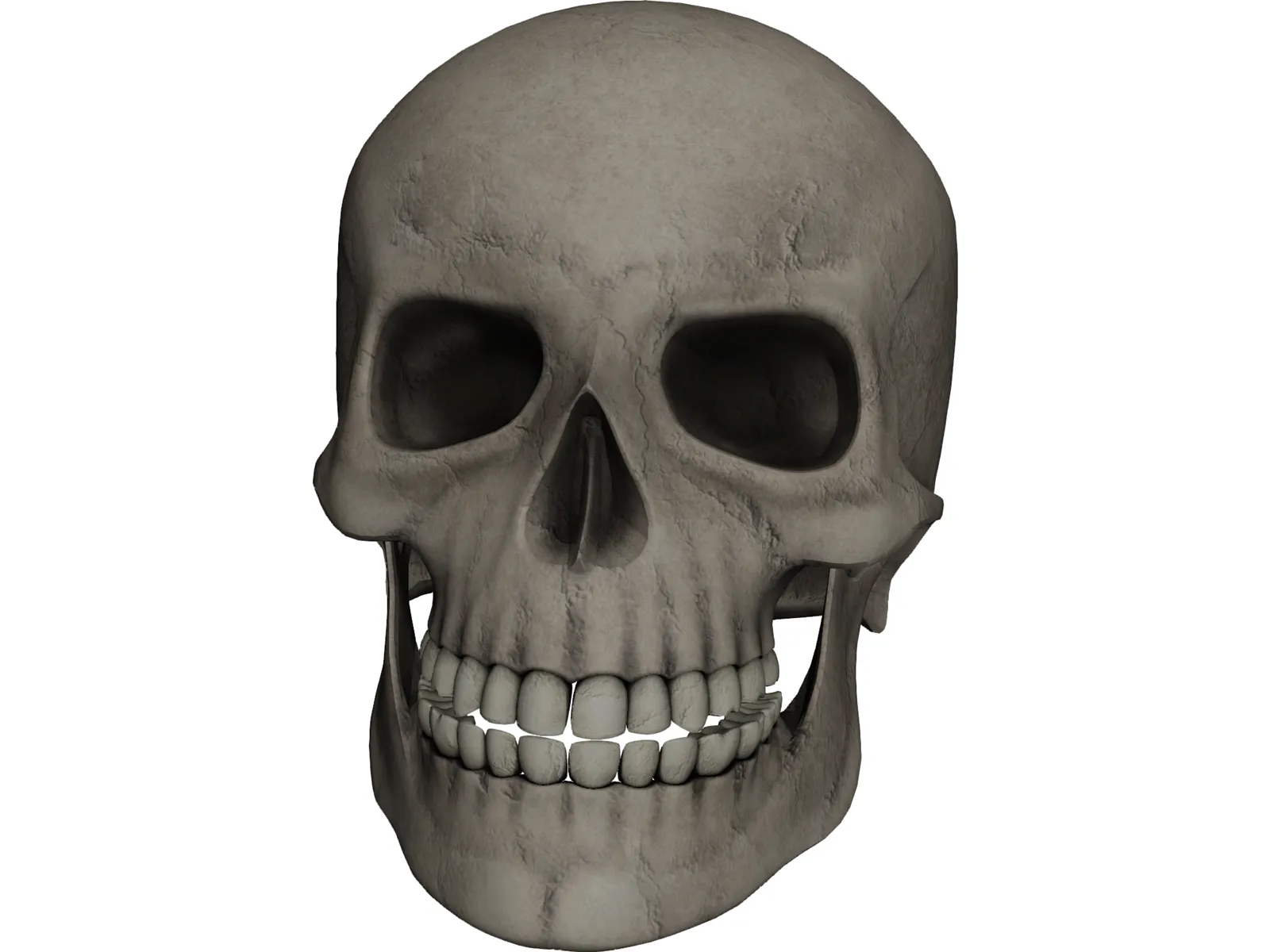 Skull 3D Model