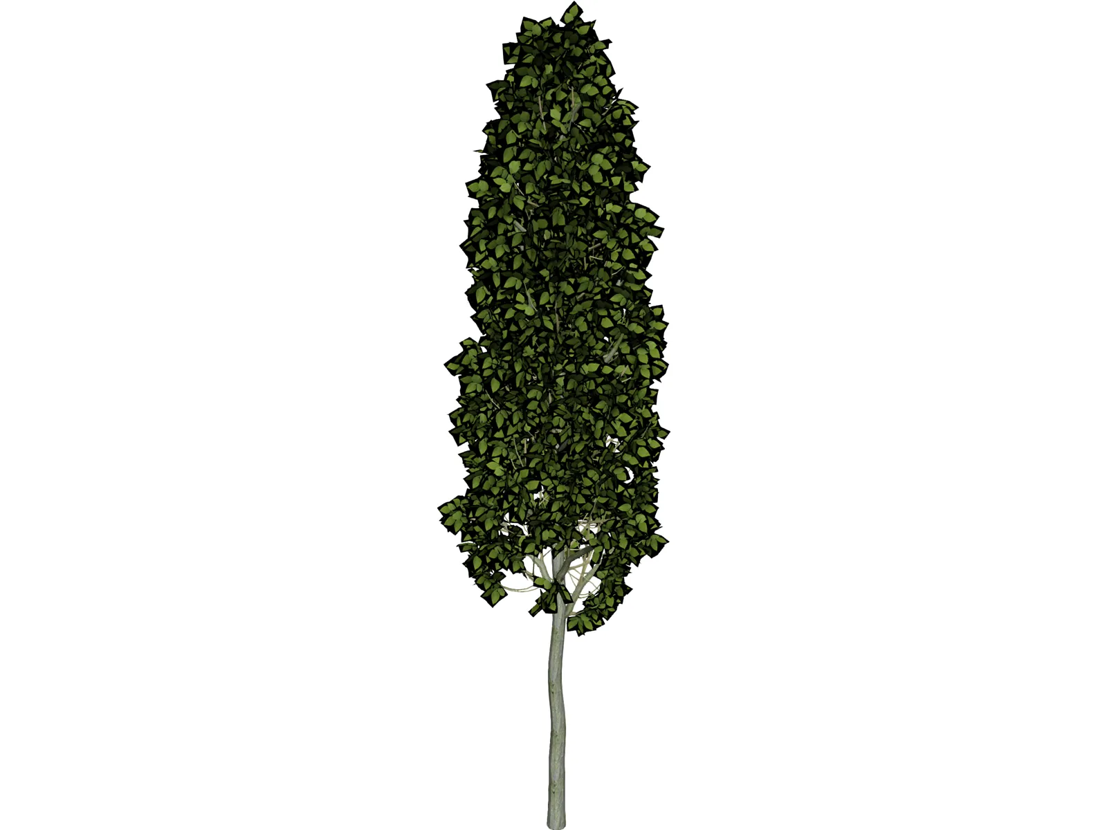 Carpinus Betulus Tree 3D Model
