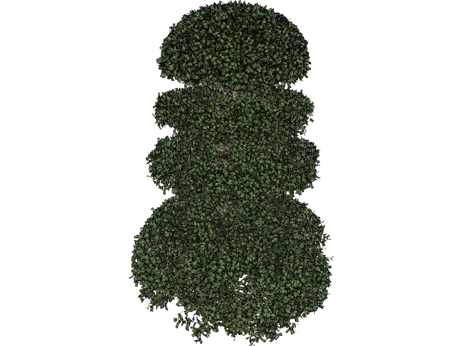 Buxux Semeprvirens Boxwood 3D Model