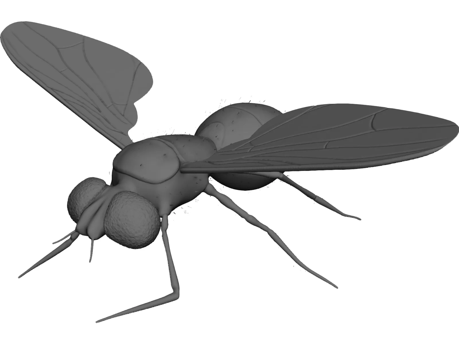 Fly 3D Model