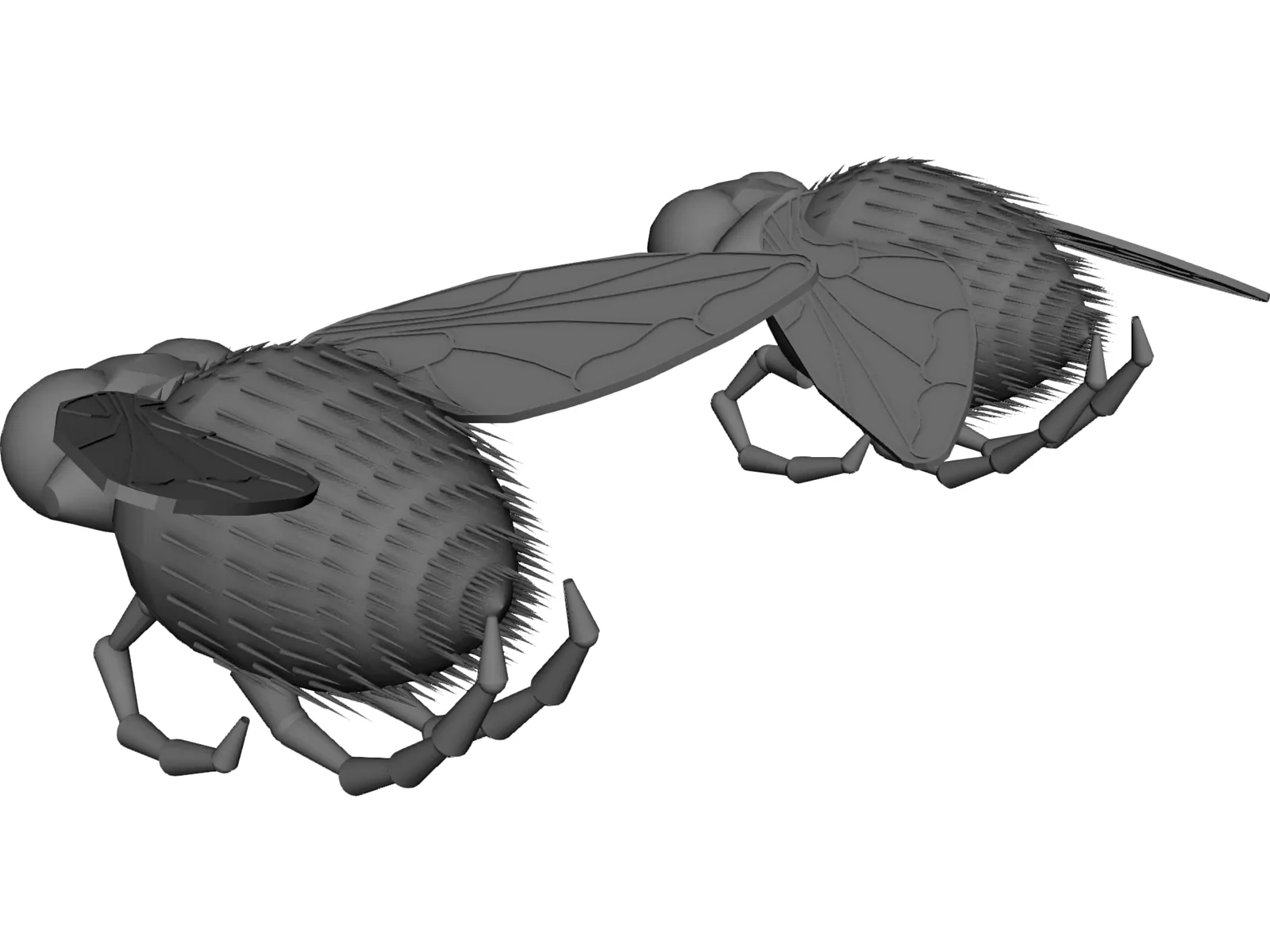 Fly 3D Model