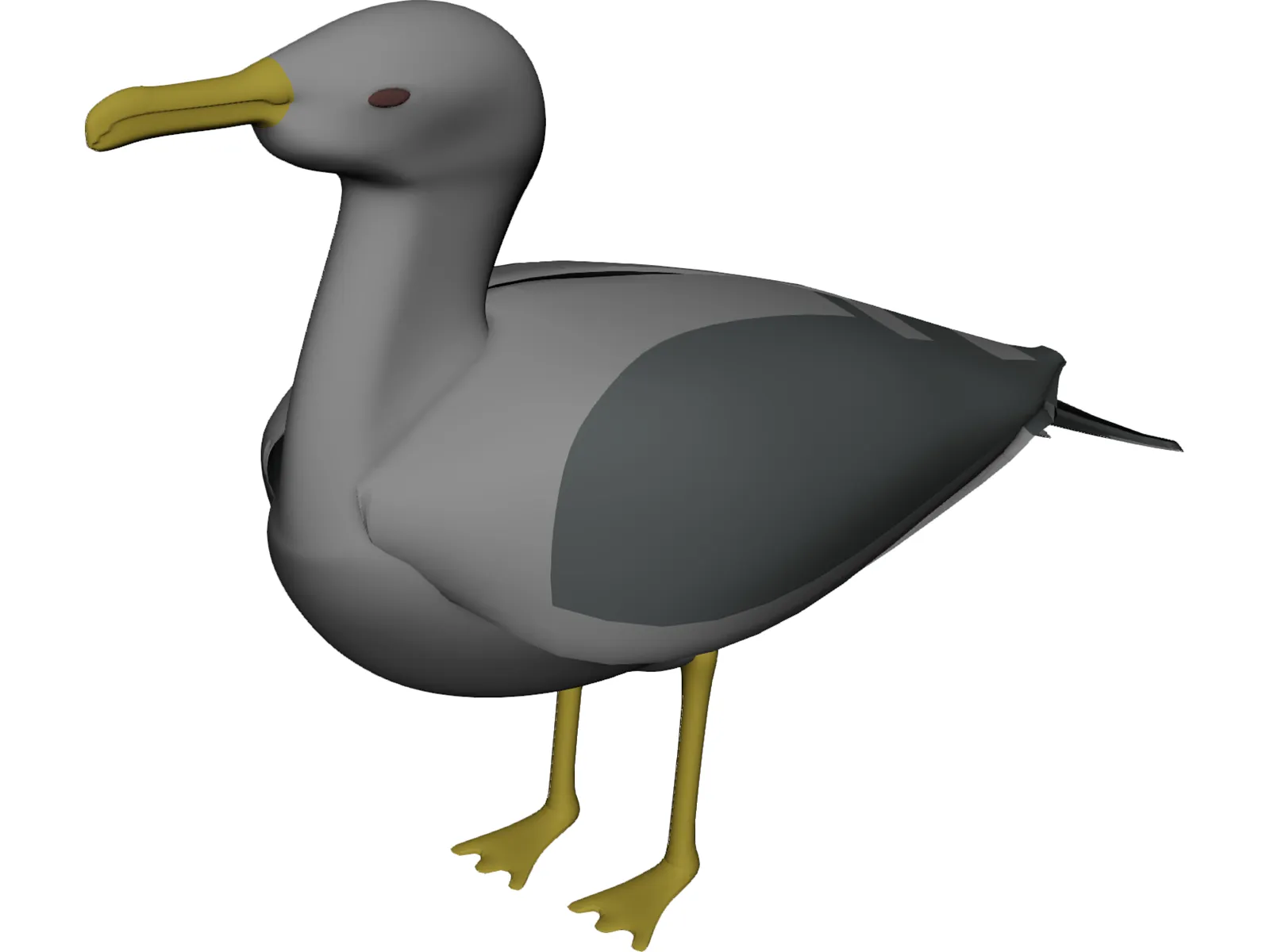 Seagull Standing 3D Model