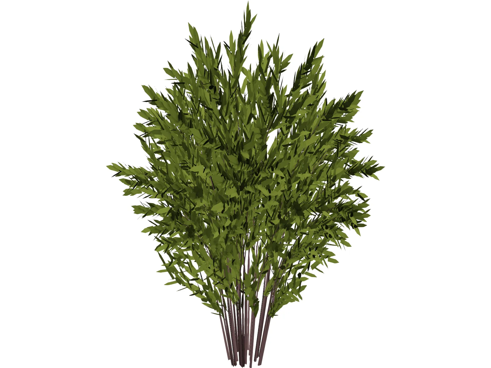 Nandina [Phyllostachys] 3D Model