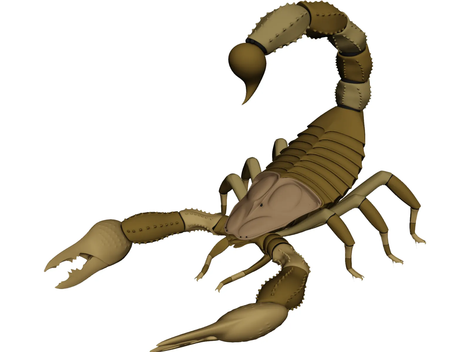 Scorpion - Buthidae Family - Hottentotta Species 3D Model