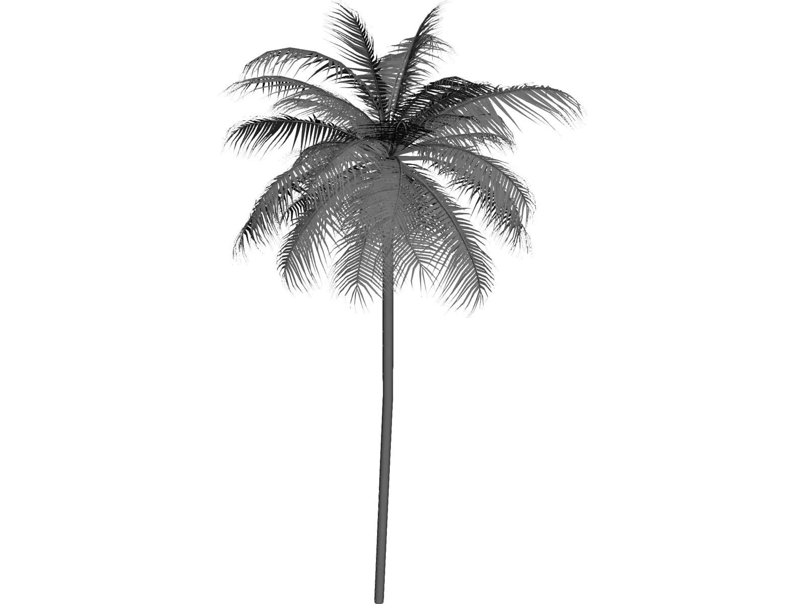 Palm Tree Caribean 3D Model