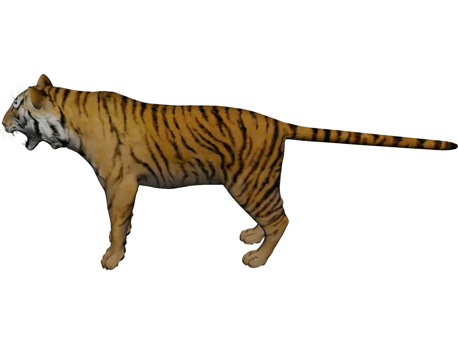 realistic bengal tiger 3D Model