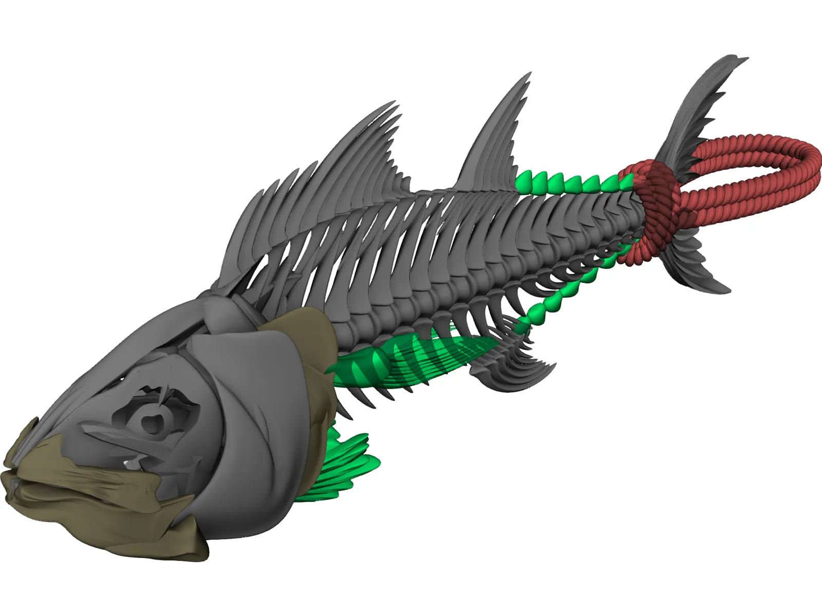 Tuna Fish Skeleton 3D Model