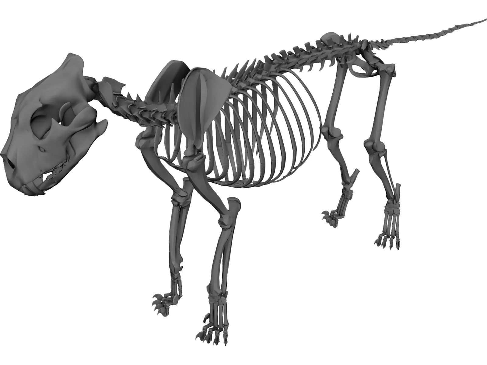 Lion Skeleton 3D Model