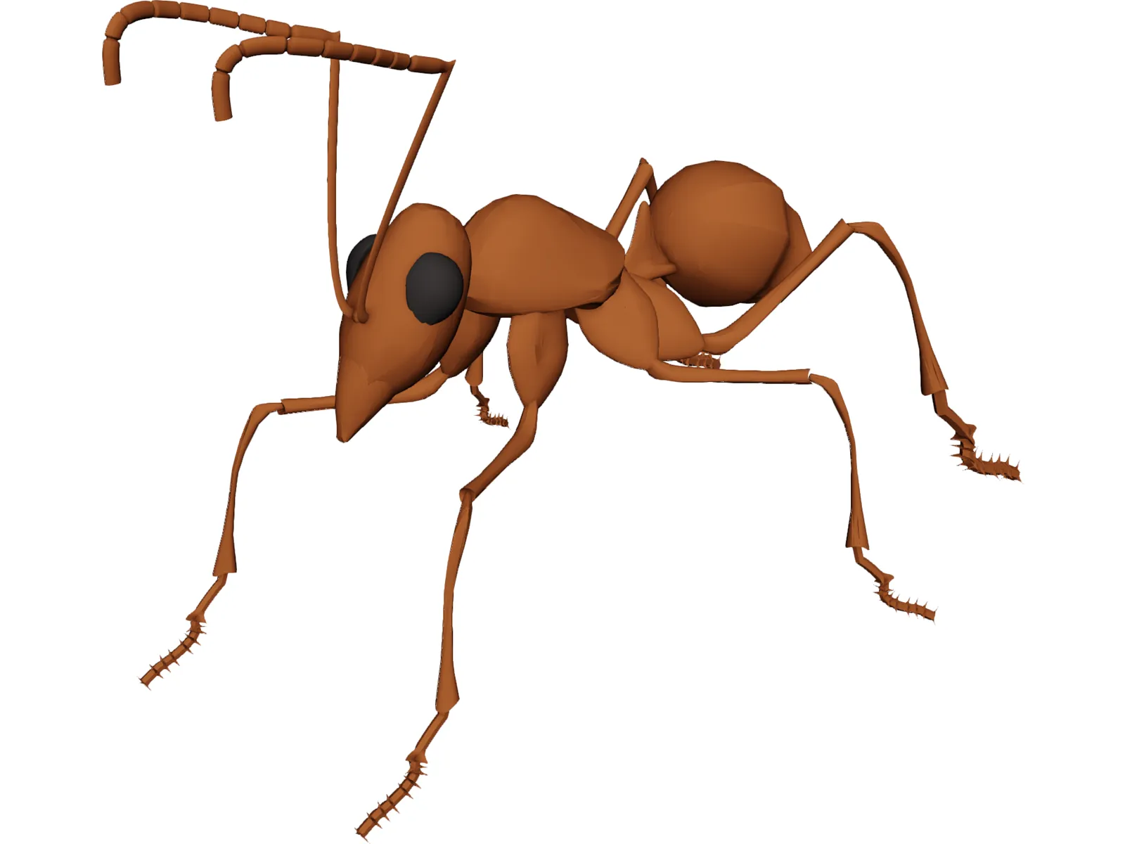 Ant 3D Model