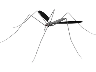 Mosquito 3D Model